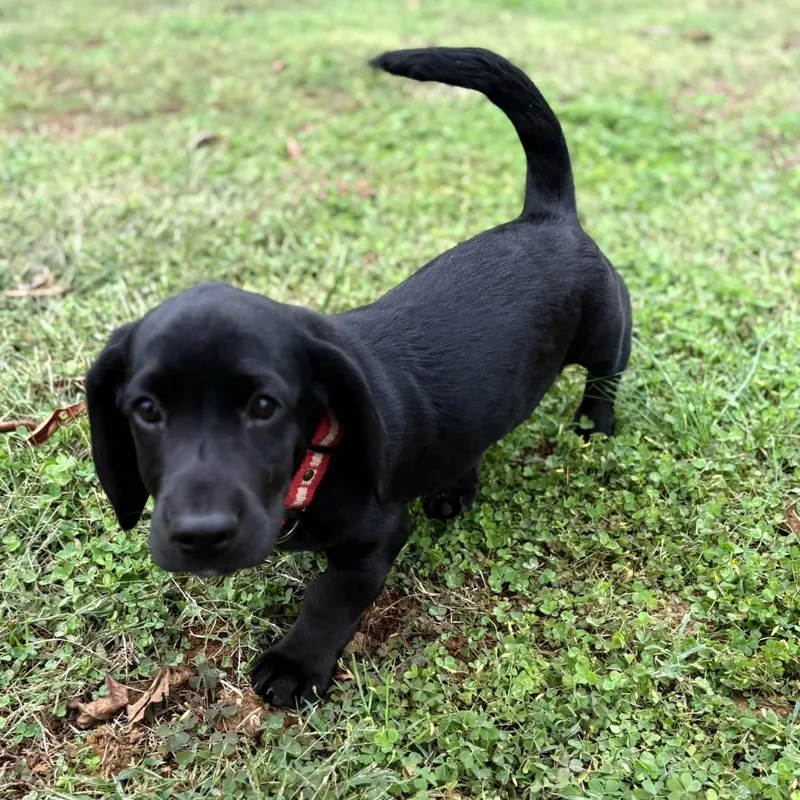 A baby medium-sized male Basset Hound dog named Caspian for adoption in Hatfield, PA
