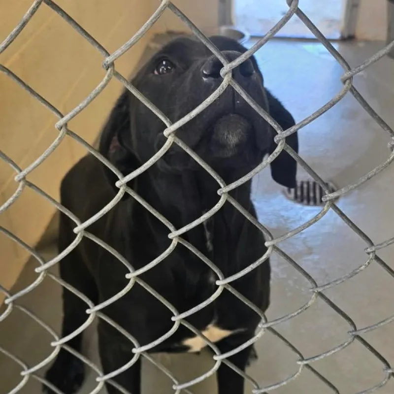 A young medium-sized female Cane Corso dog named Freya for adoption in Carlin, NV