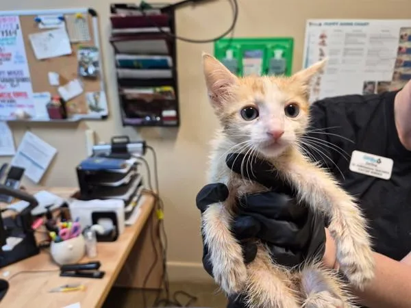 Marmalade