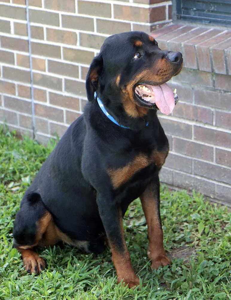 Ralph