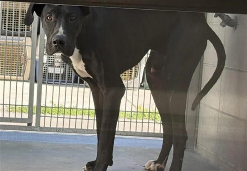 A young extra large-sized male Great Dane dog named Disco for adoption in Burbank, CA