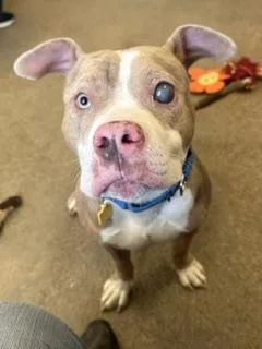A young medium-sized male Yellow / Tan / Blond / Fawn Pit Bull Terrier dog named Popeye for adoption in Cleveland, OH