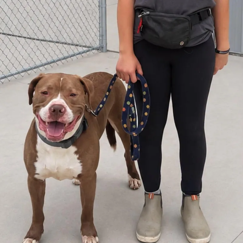 A young medium-sized male Mixed Breed dog named Ace for adoption in Warren, OH