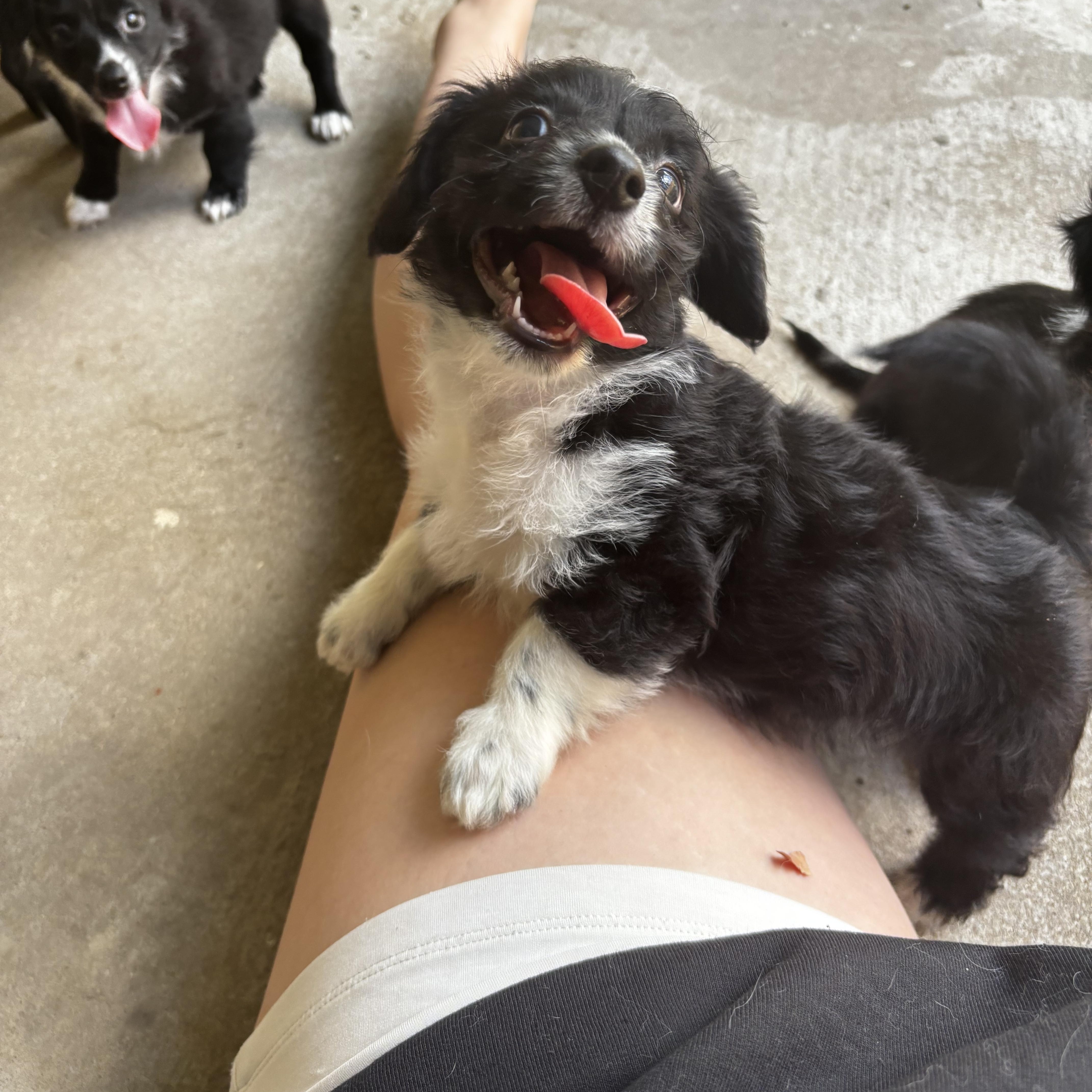 A baby small-sized male Dachshund (Long Haired) dog named Piglet Winnie the for adoption in Benbrook, TX