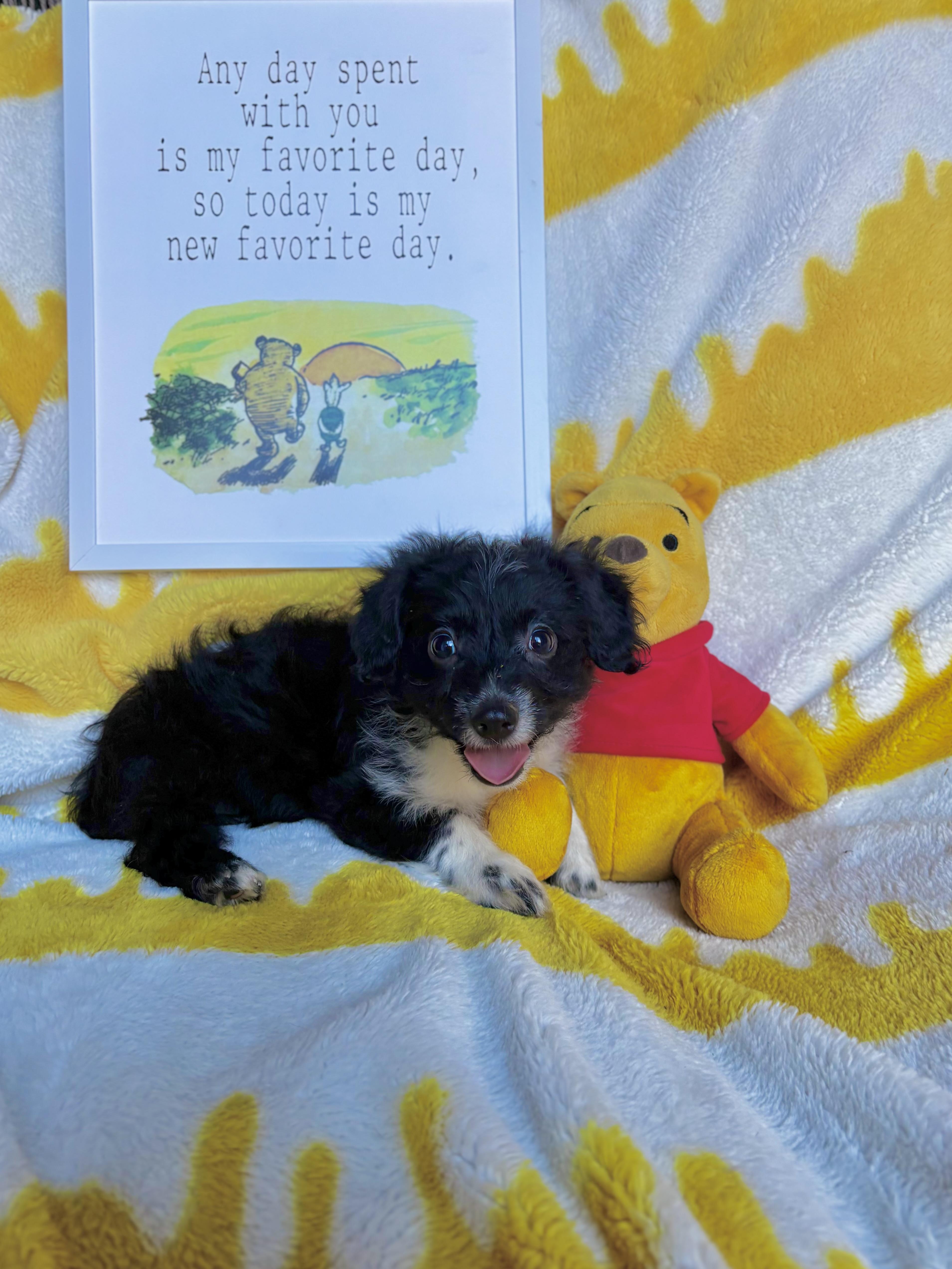 Piglet  Winnie the thumbnail 2