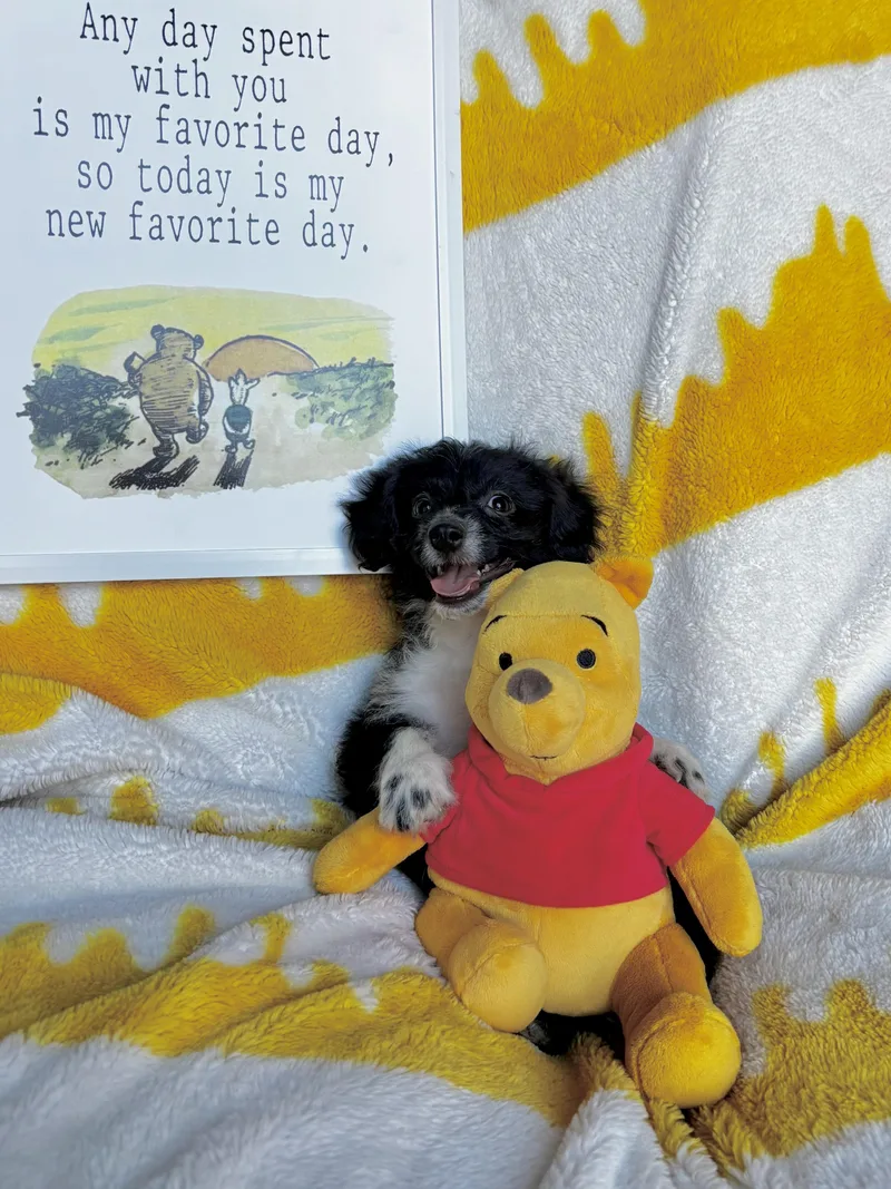 Piglet  Winnie the thumbnail 3