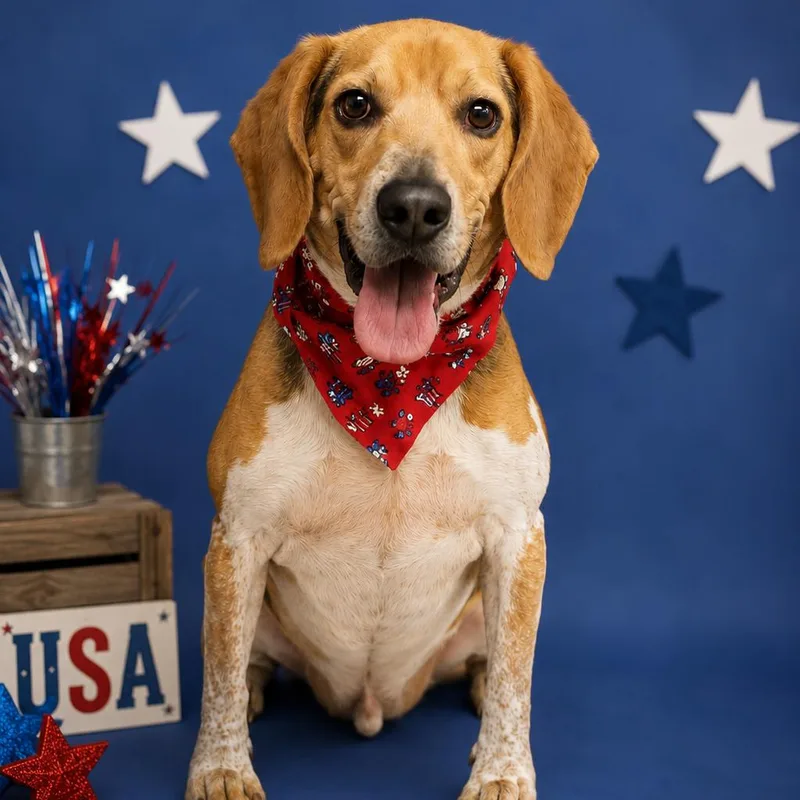 An adult medium-sized male Yellow / Tan / Blond / Fawn Beagle dog named Charlie for adoption in Washington, DC