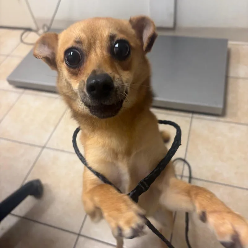 A young small-sized female Chihuahua dog named Delta Airlines for adoption in Pekin, IL