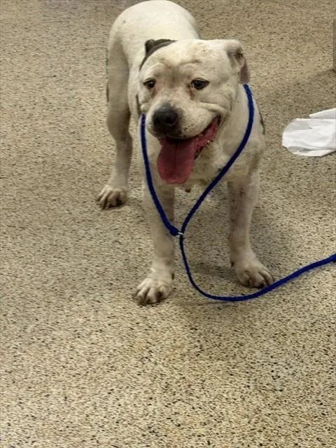 An adult large-sized female Terrier dog named Wren for adoption in Miami, FL