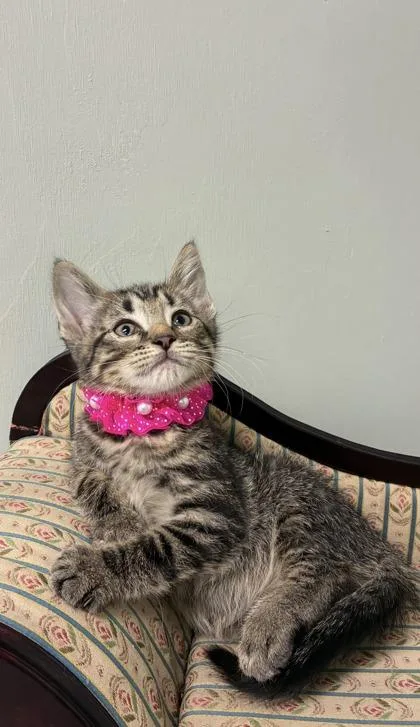 A baby medium-sized female Domestic Short Hair cat named Bluegill for adoption in Picayune, MS