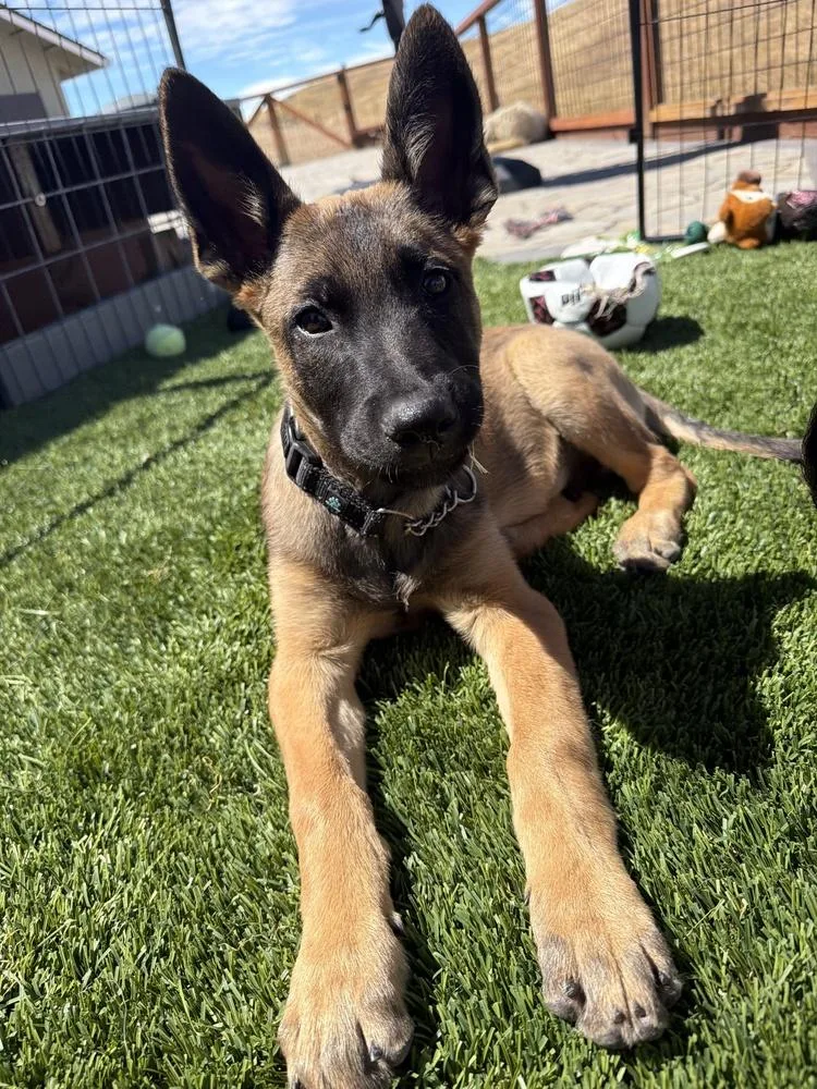 A baby large-sized male Belgian Shepherd / Malinois dog named Ulysses for adoption in Pleasant Hill, CA
