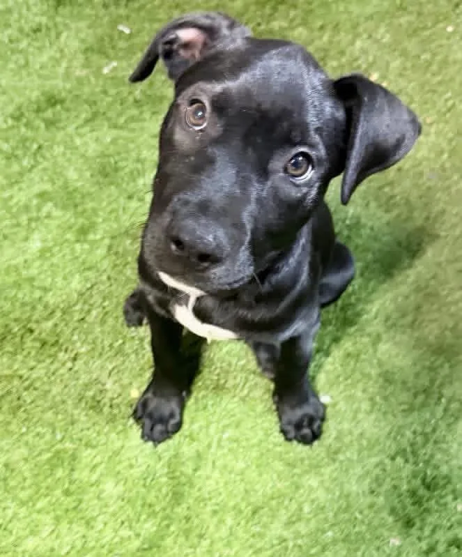 A baby medium-sized male Mixed Breed dog named Kyle for adoption in Lutz, FL