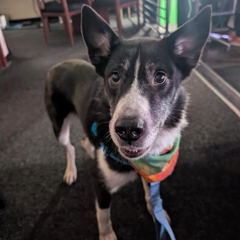 An adult medium-sized male Black Border Collie dog named Mango Pete for adoption in Baltimore, MD