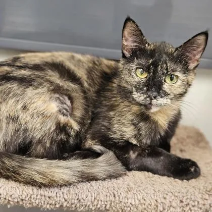 An adult small-sized female Black Domestic Short Hair cat named Evelyn for adoption in Atlanta, GA