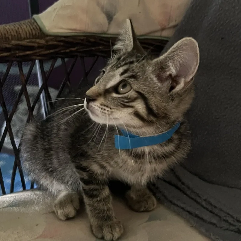 A baby medium-sized male Tabby (Gray / Blue / Silver) Domestic Short Hair cat named Smokey for adoption in Avon, NY
