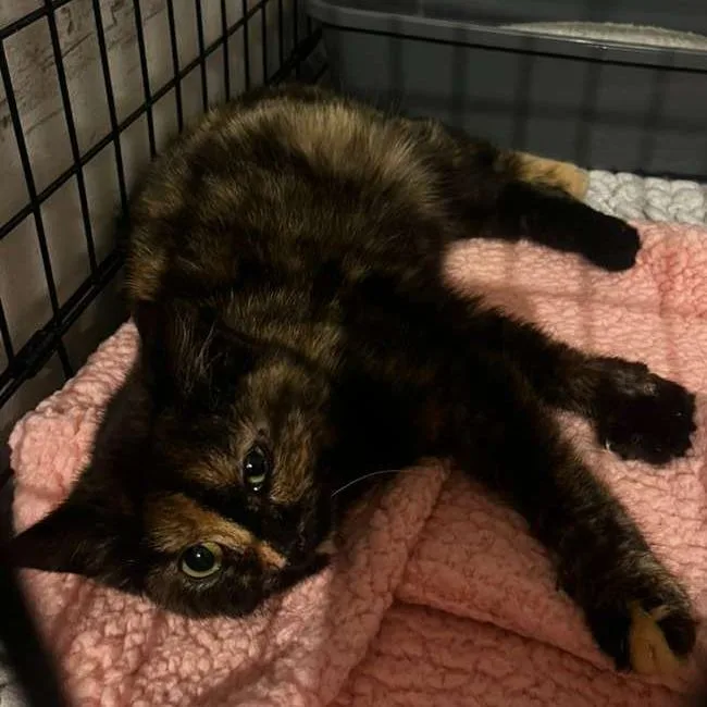A young small-sized female Tortoiseshell Domestic Medium Hair cat named Daffney for adoption in Winchester, VA
