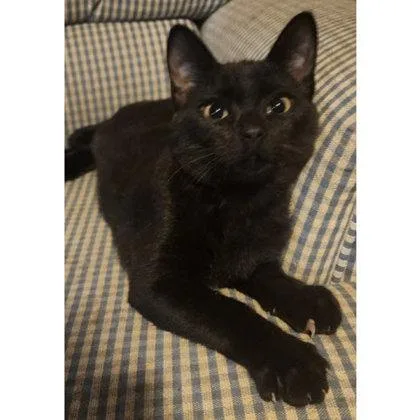 A young medium-sized male Domestic Short Hair cat named Mayfield Kershaw for adoption in Hudson, MA