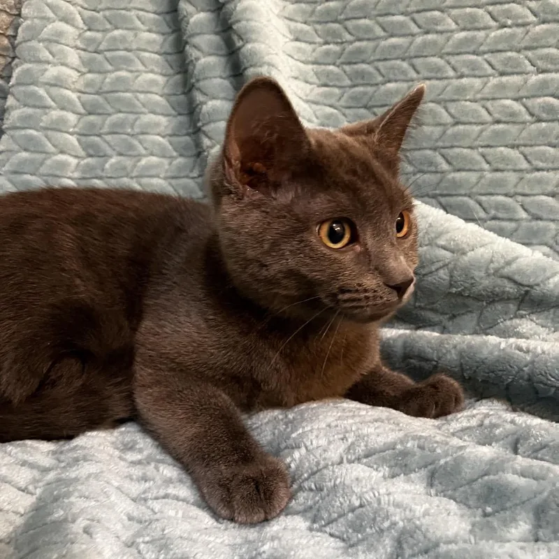 A baby small-sized female Gray / Blue / Silver Domestic Short Hair cat named Faith Woodbridge for adoption in Merrifield, VA