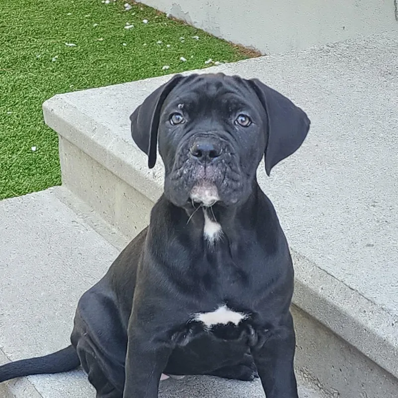 A baby small-sized female Black Cane Corso dog named Zita for adoption in Bedford, NH