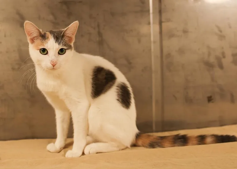 A young medium-sized female Dilute Calico Dilute Calico cat named Laylee for adoption in Mira Loma, CA