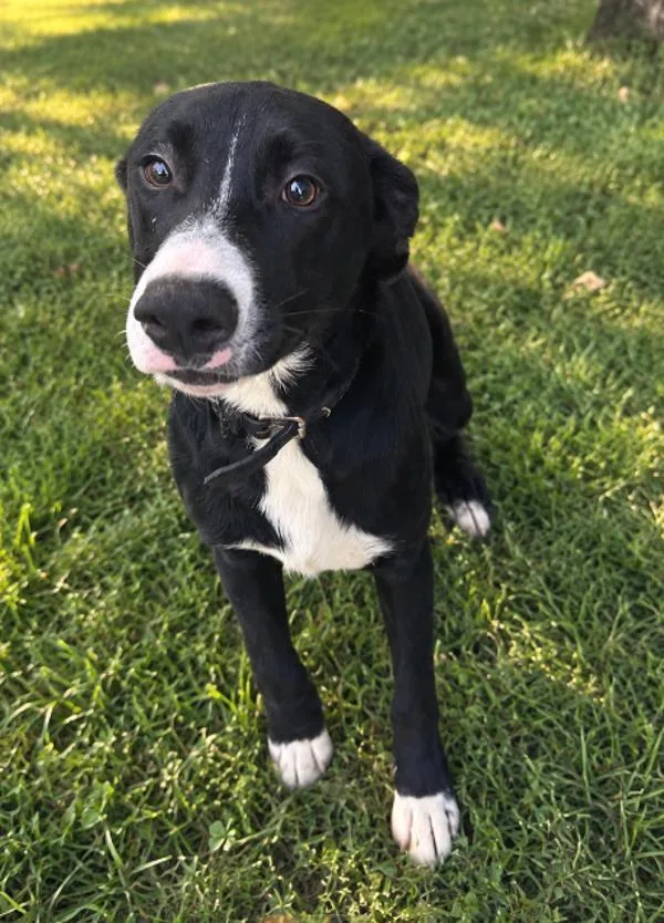 A young small-sized male Black Labrador Retriever dog named Rick for adoption in Campbellsville, KY