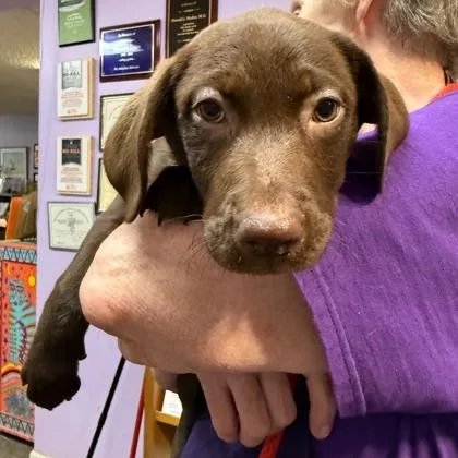 A young medium-sized female Brown / Chocolate Mixed Breed dog named Snickers for adoption in Lansing, MI