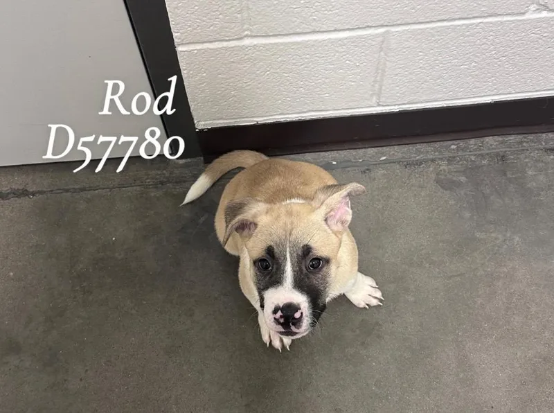 Rod