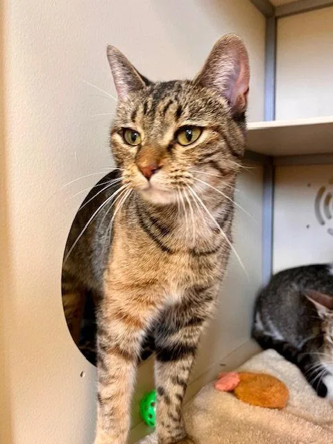 A young small-sized female Domestic Short Hair cat named Conchita for adoption in Webster, WI