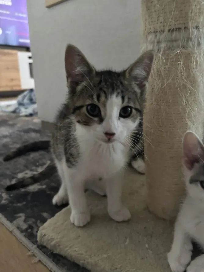 A baby small-sized female White Domestic Short Hair cat named Brooklyn for adoption in Weehawken, NJ