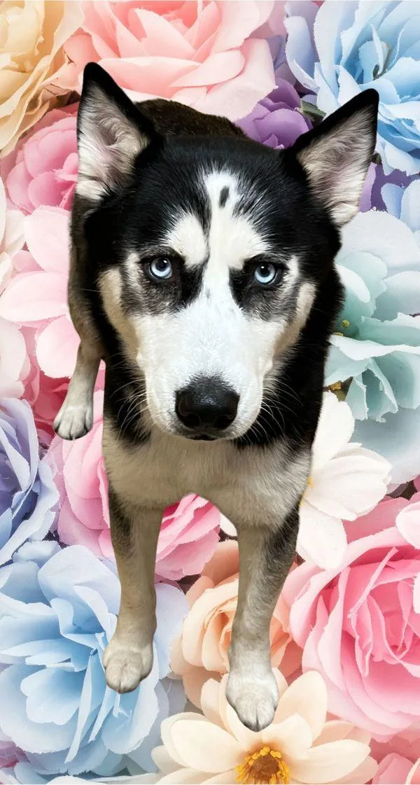 Freya
