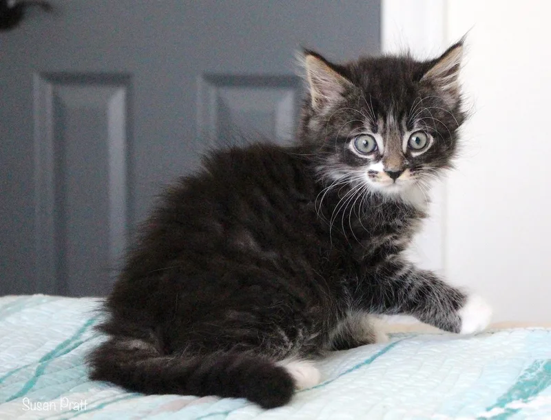 A baby medium-sized male Tabby (Gray / Blue / Silver) Domestic Long Hair cat named Buddy for adoption in Bedford, VA