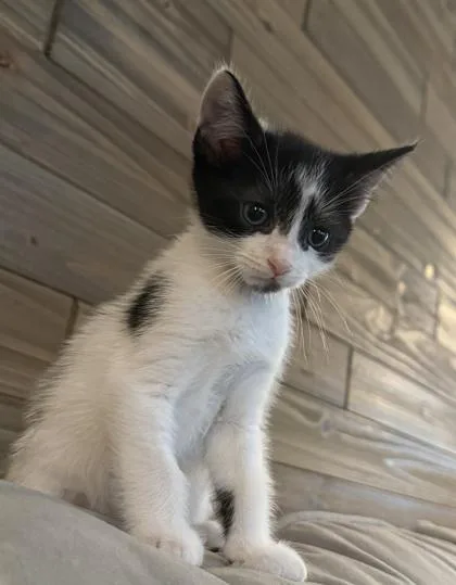 A baby small-sized male Domestic Short Hair cat named A Nico for adoption in North Charleston, SC