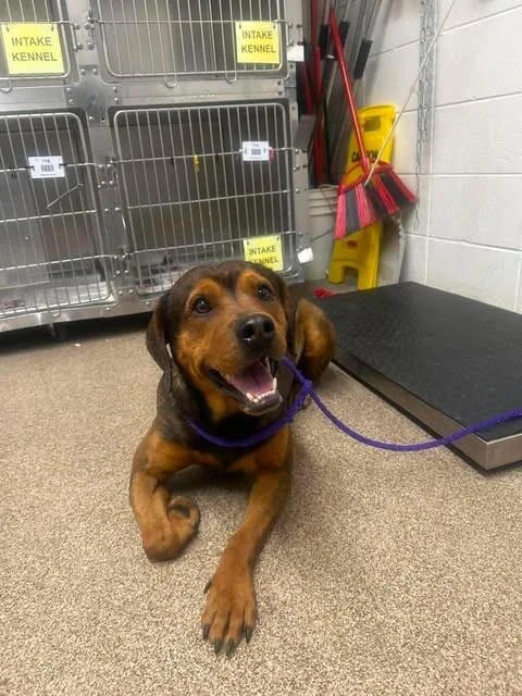 A young medium-sized male Brown / Chocolate Black and Tan Coonhound dog named Bruno for adoption in Fruit Heights, UT