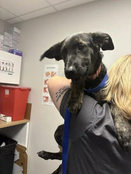 A baby medium-sized female German Shepherd Dog dog named Mj for adoption in Fresno, CA