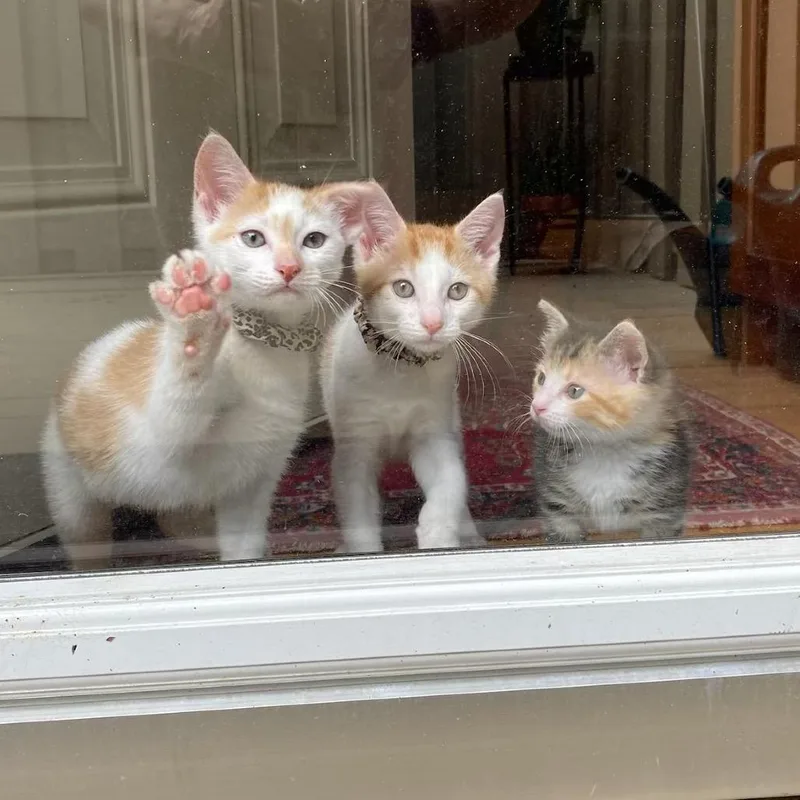 A baby small-sized male White Domestic Short Hair cat named Jerry for adoption in Birdsboro, PA