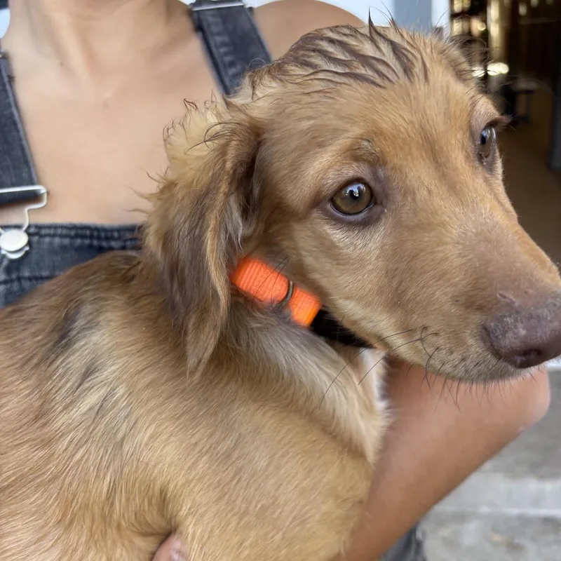 A baby small-sized male Yellow / Tan / Blond / Fawn Xoloitzcuintli / Mexican Hairless dog named Rudy for adoption in Sonoma, CA