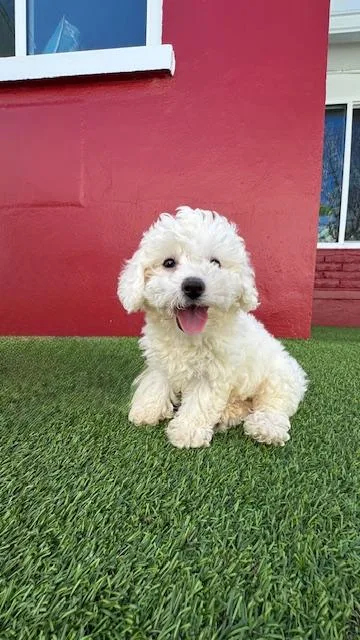 A baby small-sized female White / Cream Bichon Frise dog named Eloise Redington Beach for adoption in Redington Beach, FL