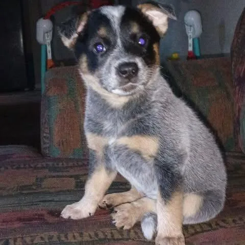 Pepper