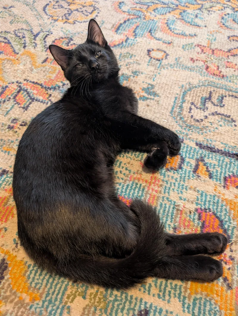 A baby medium-sized male Black Domestic Medium Hair cat named Michèle for adoption in Brooklyn, NY