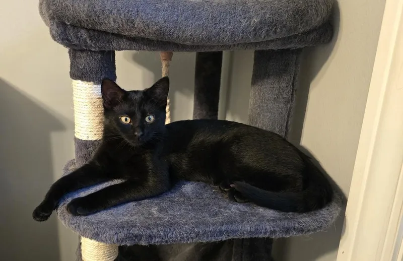 A baby medium-sized female Black Domestic Short Hair cat named Nyx for adoption in Clinton Township, MI