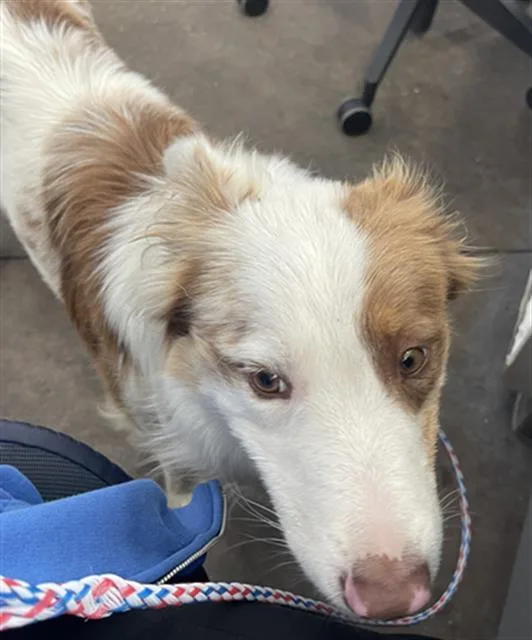 An adult medium-sized male Mixed Breed dog named Mars for adoption in Dallas, TX