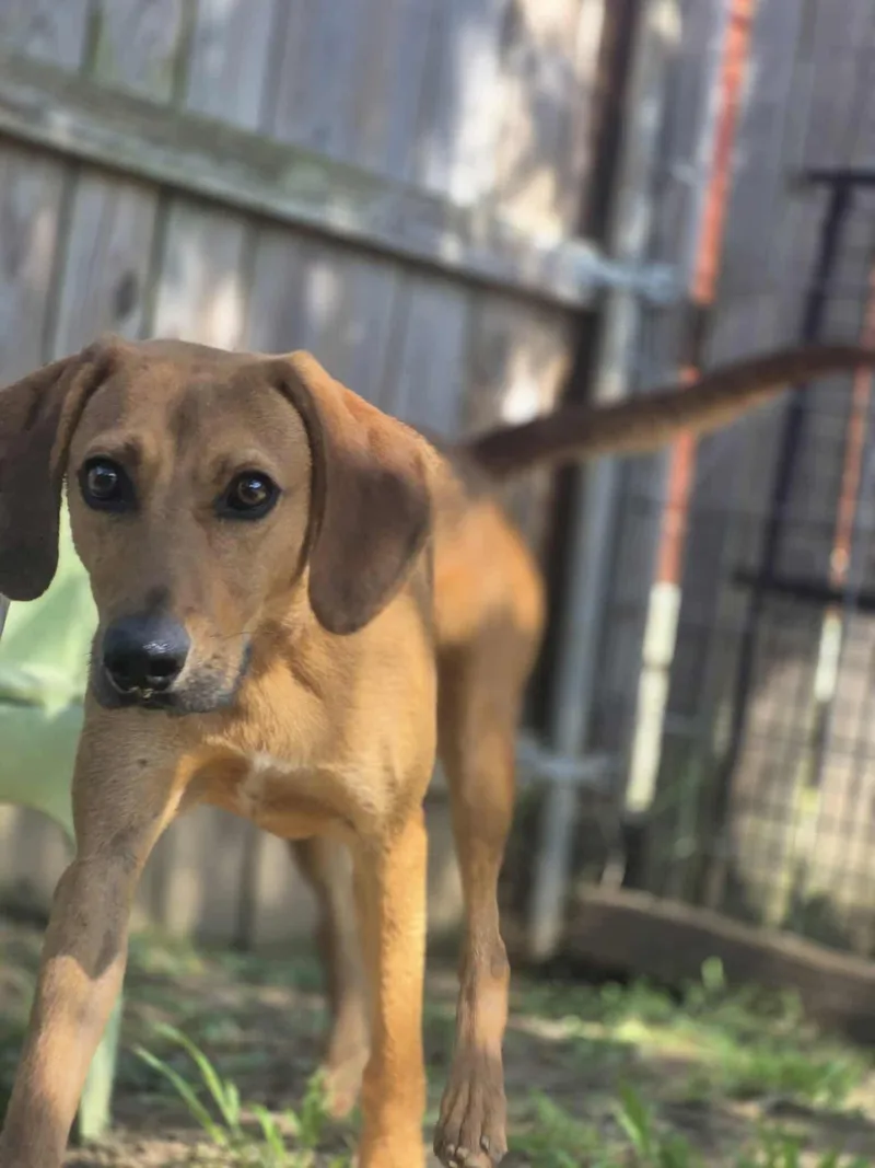 Jedediah thumbnail 2