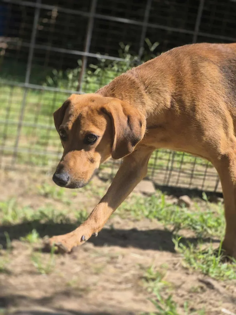 Jedediah thumbnail 3