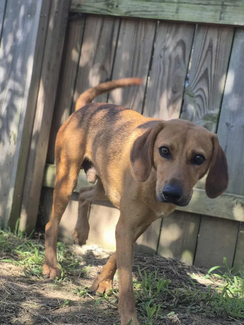 Jedediah thumbnail 4