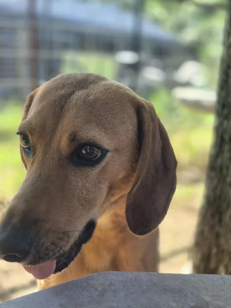 Jedediah thumbnail 5