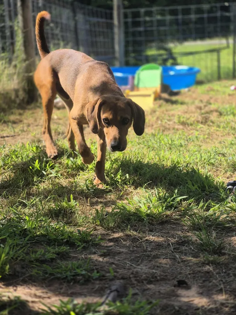 Jedediah thumbnail 6