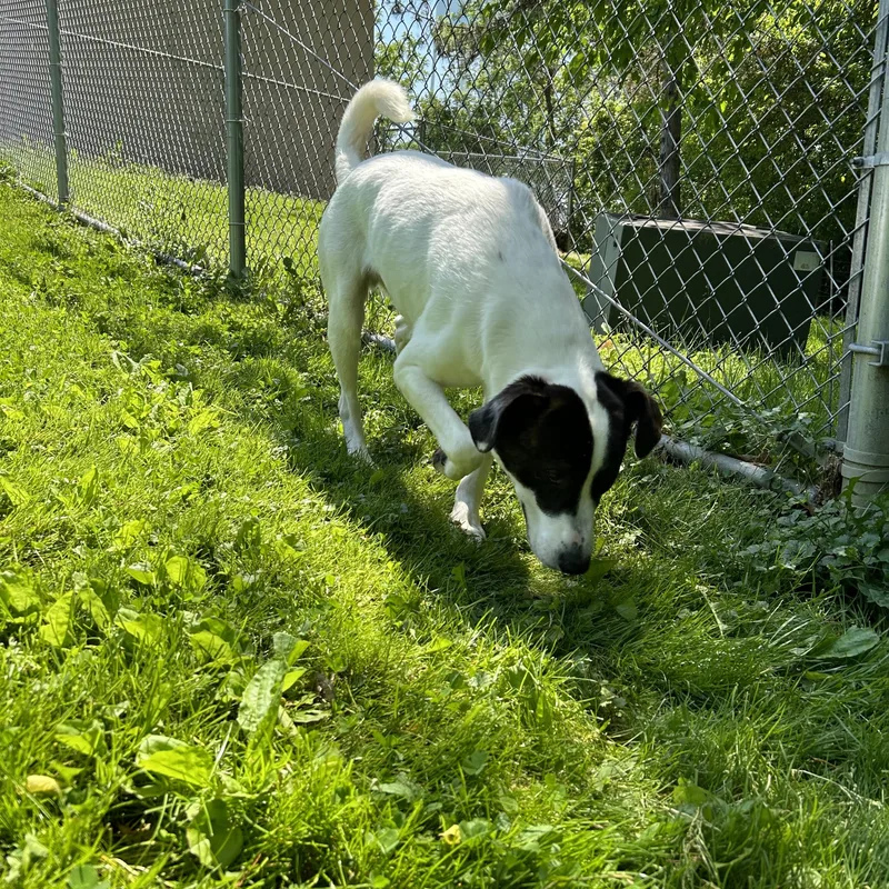 A young medium-sized male Brindle Mixed Breed dog named Batman for adoption in Circleville, OH