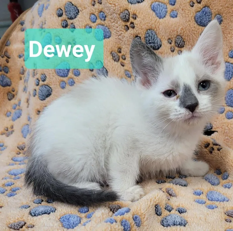 A baby small-sized male Domestic Short Hair cat named Dewey for adoption in Richmond, IN