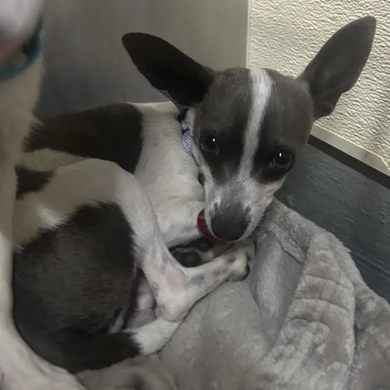 A baby small-sized male Gray / Blue / Silver Italian Greyhound dog named Louis for adoption in Point Richmond, CA