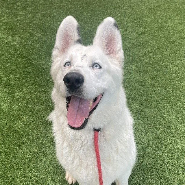 An adult large-sized male Husky dog named Gunther for adoption in Burlingame, CA